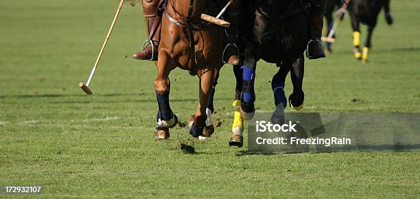 Photo libre de droit de Polo Chevaux Jambes banque d'images et plus d'images libres de droit de Polo - Sports de monture - Polo - Sports de monture, Cheval, Travail d'équipe