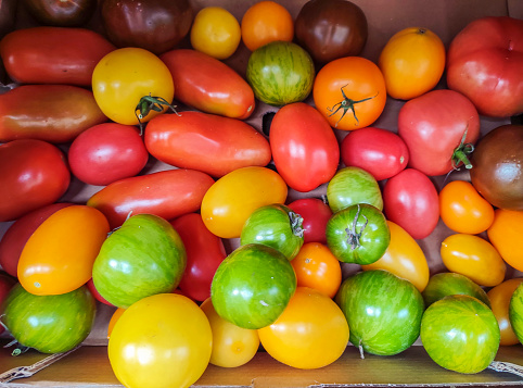 variety type of organic tomatoes at glasgow scotland england UK