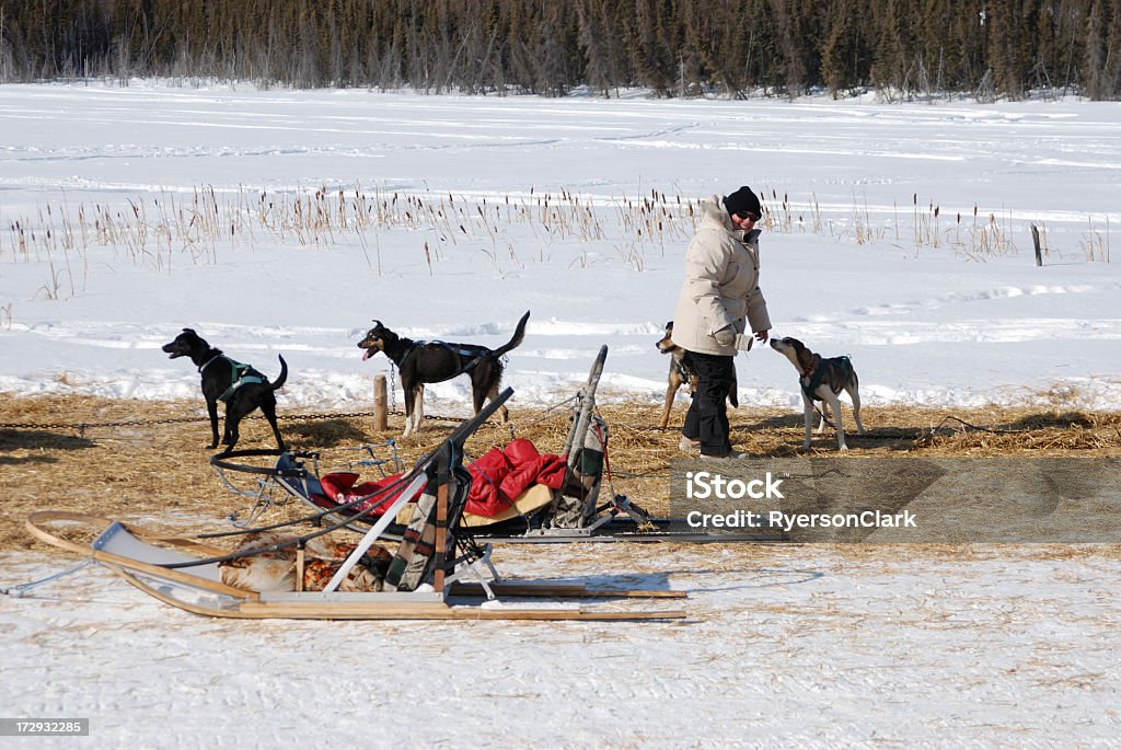 Addestratore di cani, Yellowknife. - Foto stock royalty-free di Inuit