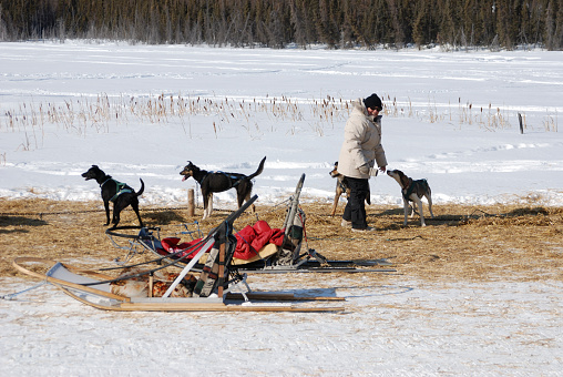 A woman Musher handles her dog team.  Click to view similar images.