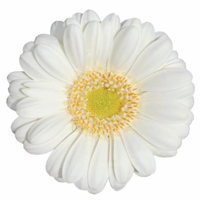 Gerbera Daisy isolated on white,Marguerite Isolated, Chrysanthemum