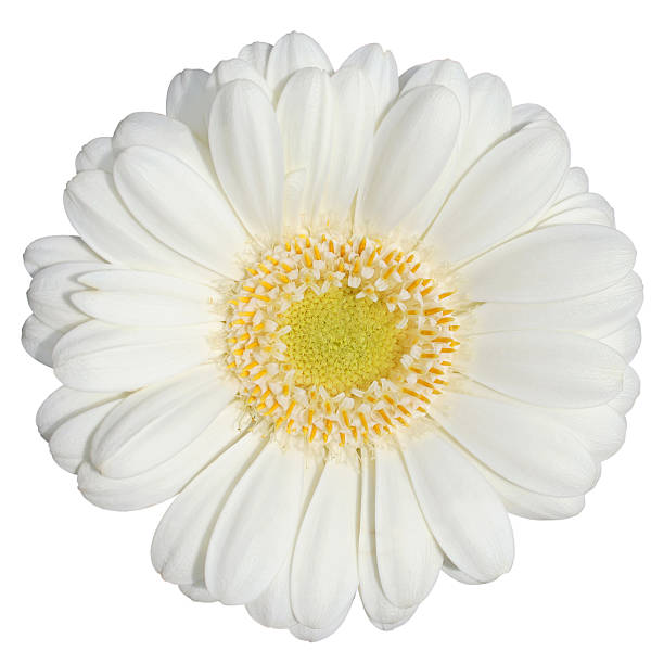 Gerbera Daisy  Isolated Gerbera Daisy isolated on white,Marguerite Isolated, Chrysanthemum white gerbera daisy stock pictures, royalty-free photos & images