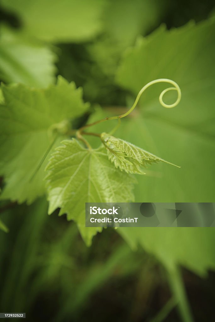 Raisin vigne Vrille - Photo de Couleur verte libre de droits