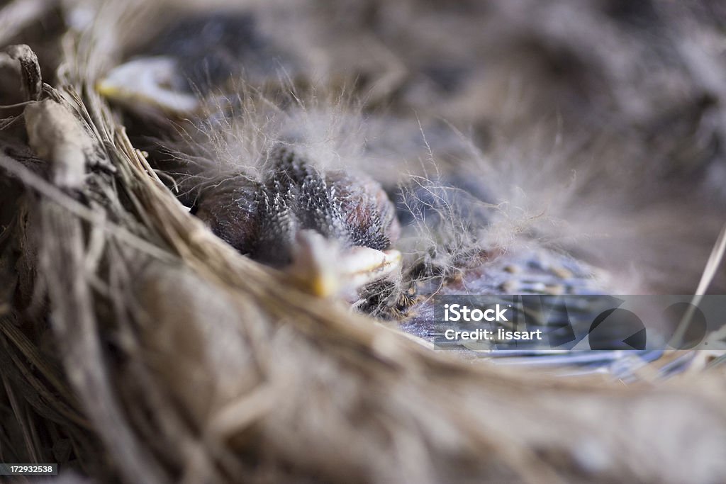 Bambino uccello viso - Foto stock royalty-free di Animale