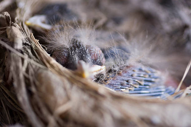 детское лицо птица - dependency animal nest robin bird стоковые фото и изображения