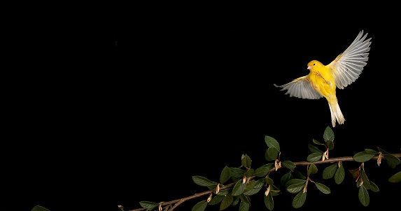 Yellow Canary, serinus canaria, Adult in flight against Black Background