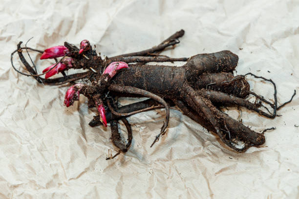 istock Planting peony bartzella roots into the ground 1729325968