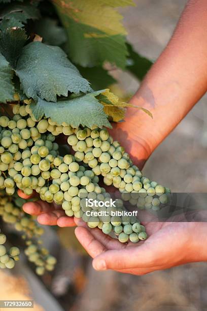 Uva Nelle Mani - Fotografie stock e altre immagini di Acerbo - Acerbo, Agricoltura, Alimentazione sana