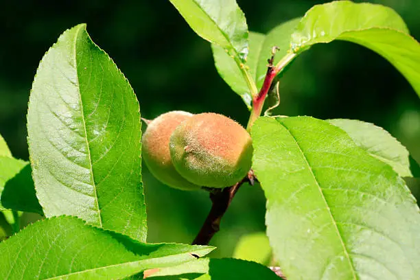 "Close up macro shot of two tiny peaches growing on a branch of a peachtree. They are still small, but already have fuzz on them. - A great shot taken in the spring outdoors."