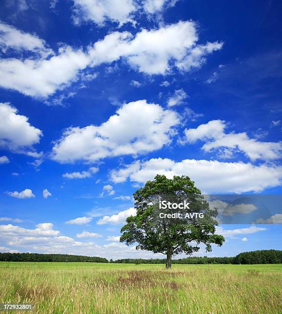 Foto de Paisagem De Verão e mais fotos de stock de Agricultura - Agricultura, Ajardinado, Azul