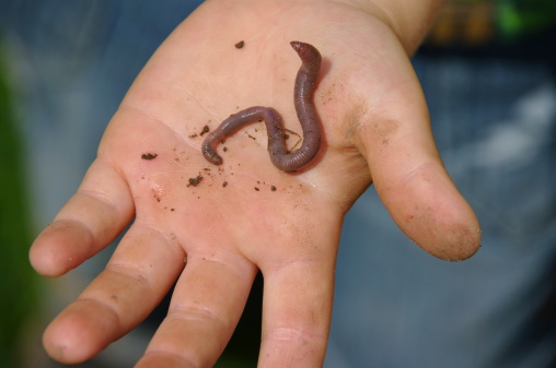 This is a child's hand with a worm. The garden was being weeded and a couple of children were having great delight finding worms. It reminds me of my younger days.For similar pictures go to