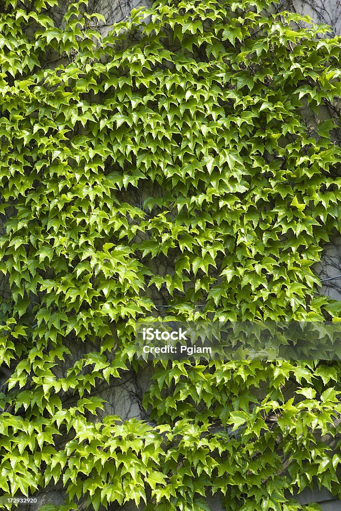 Exuberante parede de ivy - Foto de stock de Arbusto royalty-free