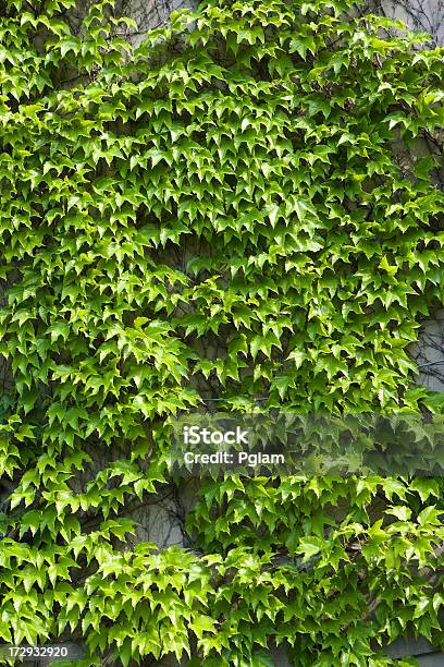 Foto de Exuberante Parede De Ivy e mais fotos de stock de Arbusto - Arbusto, Crescimento, Flora