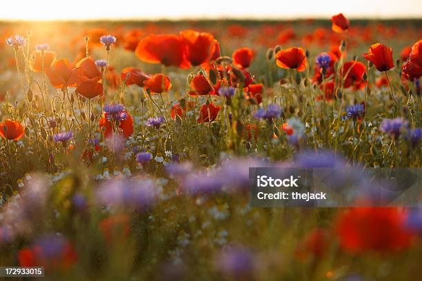 Photo libre de droit de Poppy Field Contre La Lumière Du Soleil Et Sévase banque d'images et plus d'images libres de droit de Fleur - Flore