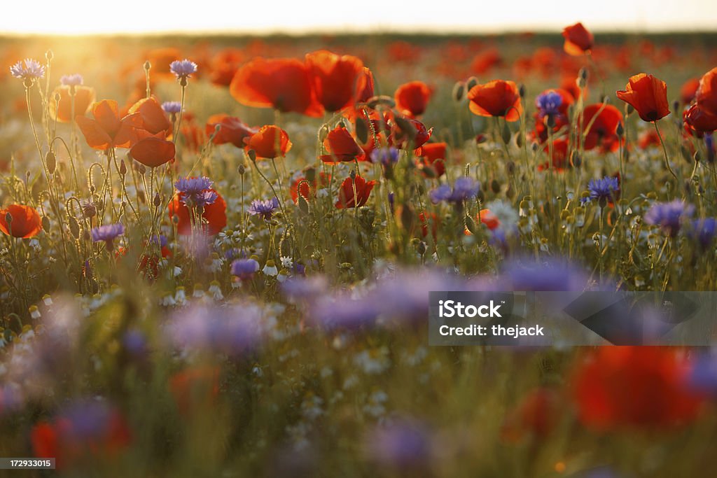 Poppy Field (contra luz solar com sino são - Foto de stock de Flor royalty-free