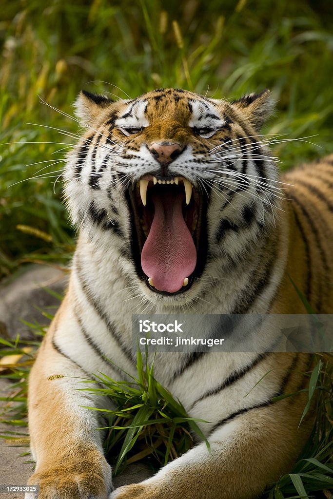 Tigre di Siberia dell'Amur (). - Foto stock royalty-free di Tigre