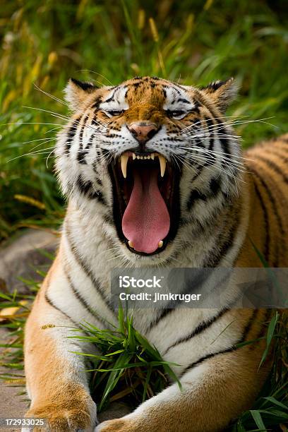 Tigre Di Siberia Dellamur - Fotografie stock e altre immagini di Tigre - Tigre, Felino selvatico, Ringhiare