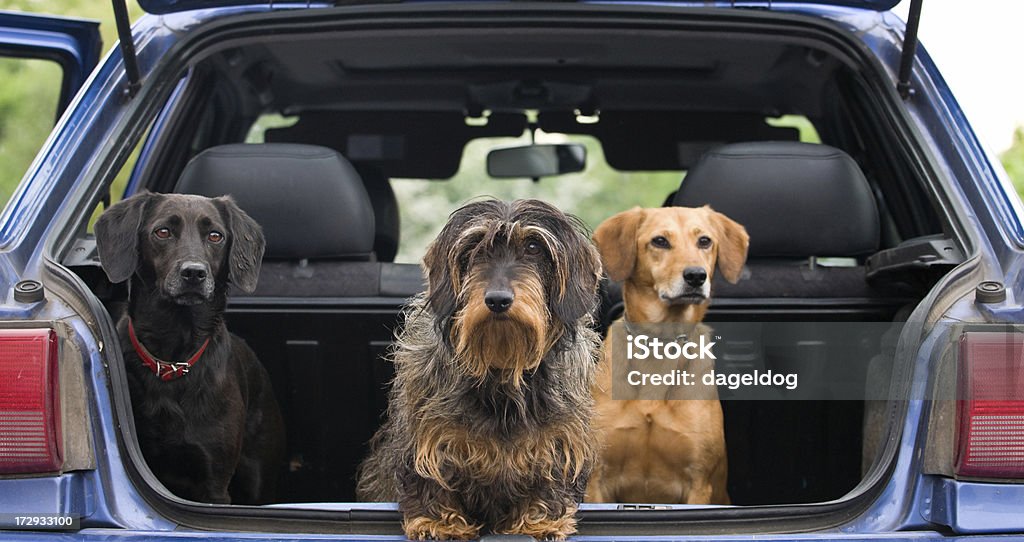 Vamos lá-permite ir! - Royalty-free Cão Foto de stock