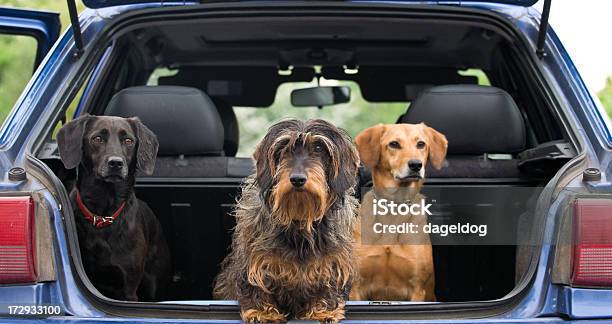Vamos Lápermite Ir - Fotografias de stock e mais imagens de Cão - Cão, Carro, Animal