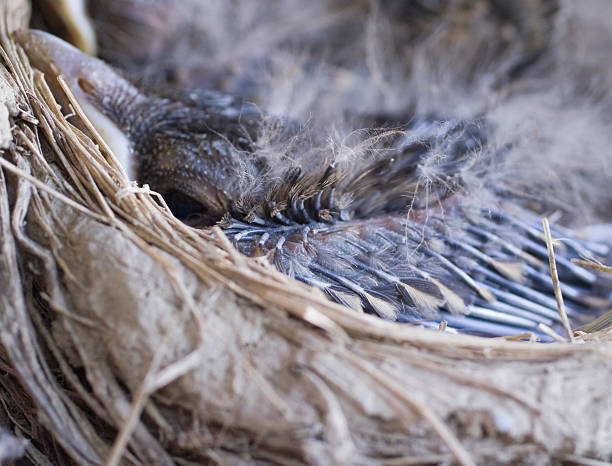 новые перья на baby птица - dependency animal nest robin bird стоковые фото и изображения