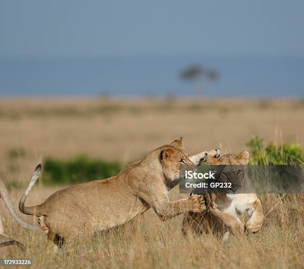 Photo libre de droit de Lions Jouer banque d'images et plus d'images libres de droit de Adulte - Adulte, Afrique, Afrique de l'Est