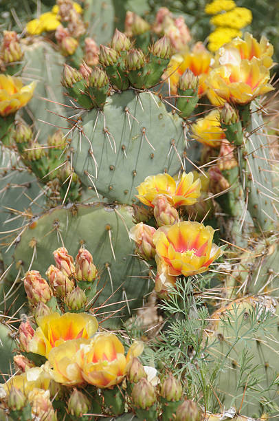 ガラパゴスウチワサボテンの花 - prickly pear fruit cactus prickly pear cactus yellow ストックフォトと画像