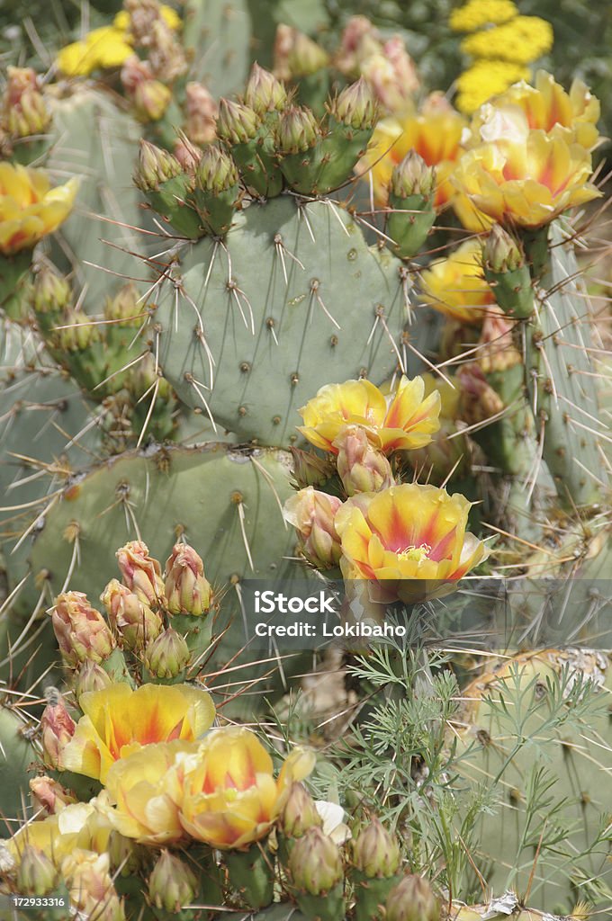 Kolczaste gruszki Kaktus Kwiaty - Zbiór zdjęć royalty-free (Kwiat - Roślina)