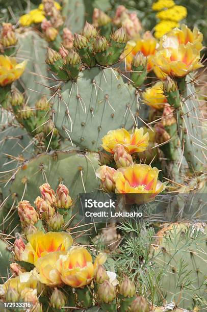 Kolczaste Gruszki Kaktus Kwiaty - zdjęcia stockowe i więcej obrazów Kwiat - Roślina - Kwiat - Roślina, Pustynia Sonora, Bez ludzi