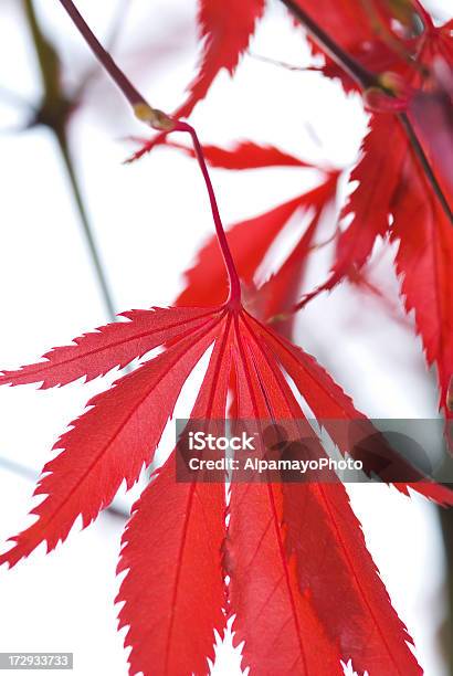 Autumn Japanese Maple Foliage I Stock Photo - Download Image Now - Autumn, Awe, Backgrounds