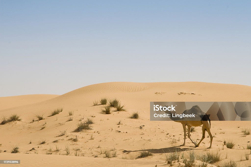 Camelos no deserto - Foto de stock de Aberto royalty-free