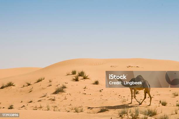 Foto de Camelos No Deserto e mais fotos de stock de Aberto - Aberto, Abu Dhabi, Acessibilidade