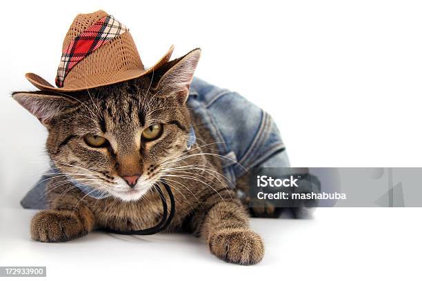 Gatotexas - Fotografias de stock e mais imagens de Gato domesticado - Gato domesticado, Chapéu, Vaqueiro