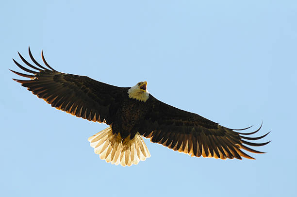 istock Bald Eagle Flying Over Head; Wings Spread, Freedom, Strength, Leadership 172934075