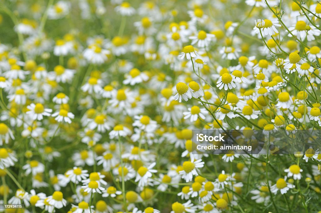 Gelbe Kamille - Lizenzfrei Baumblüte Stock-Foto