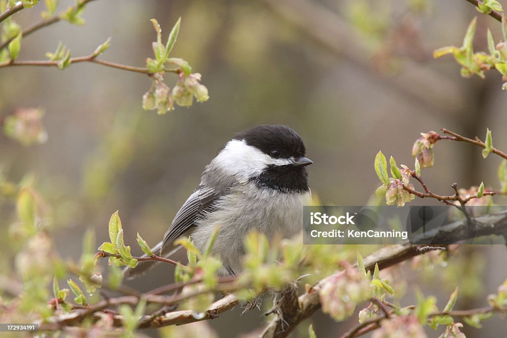 Preto cobertos de Chapim Perching na árvore - Foto de stock de América do Norte royalty-free