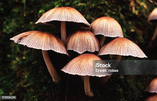 Cogumelos - Fotografias de stock e mais imagens de Amarelo - Amarelo, Cogumelo, Cogumelo venenoso