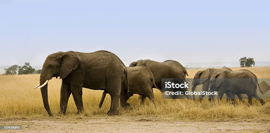 Grupa na słoniach chodzić razem - Zbiór zdjęć royalty-free (Stado)