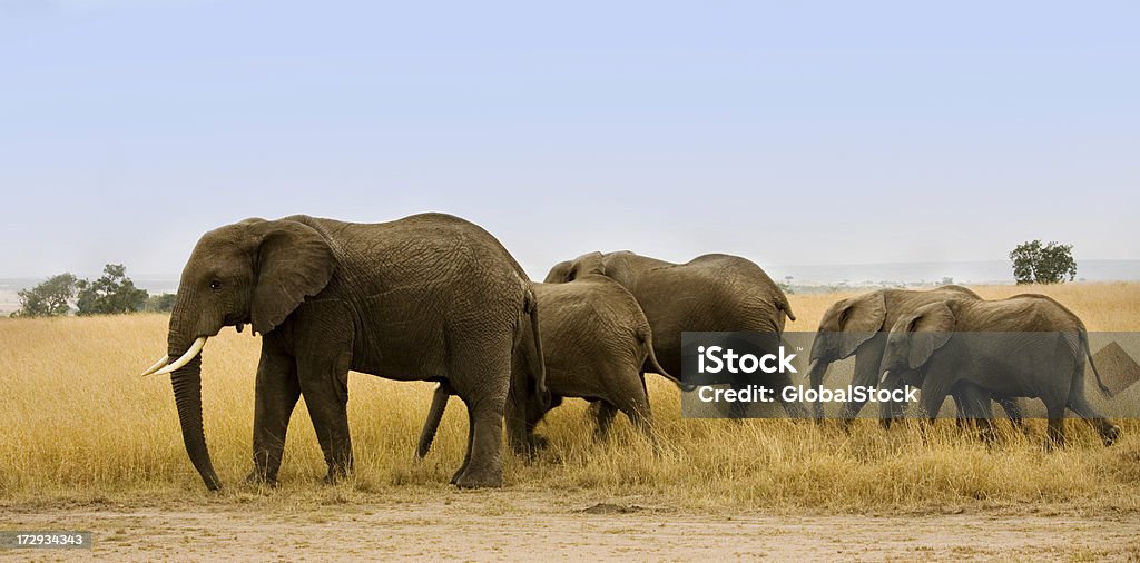 Grupo de elefantes caminhando juntos - Foto de stock de Elefante royalty-free