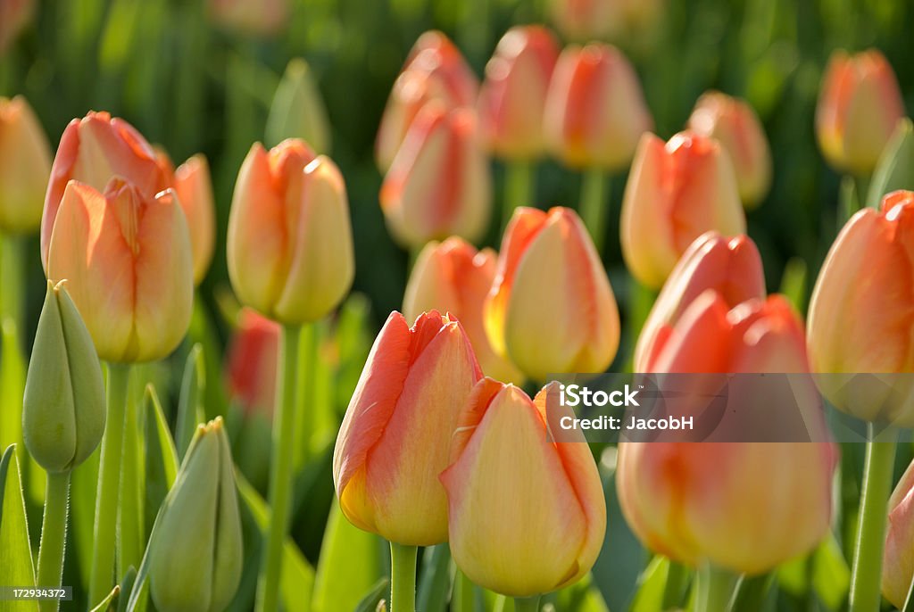 Tulipanes amarillos, naranja - Foto de stock de Agricultura libre de derechos