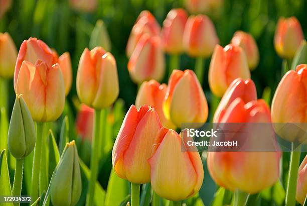 Tulipanes Amarillos Naranja Foto de stock y más banco de imágenes de Agricultura - Agricultura, Aire libre, Ajardinado