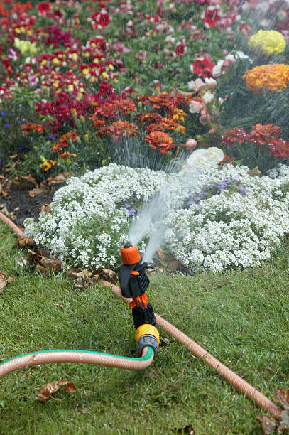 istock Lawn and plant sprinkler 172934490