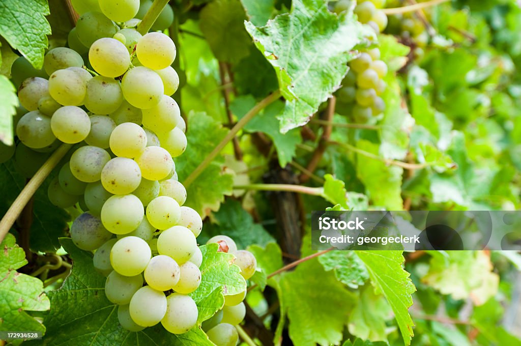Uvas en la vid - Foto de stock de Marlborough - Nueva Zelanda libre de derechos