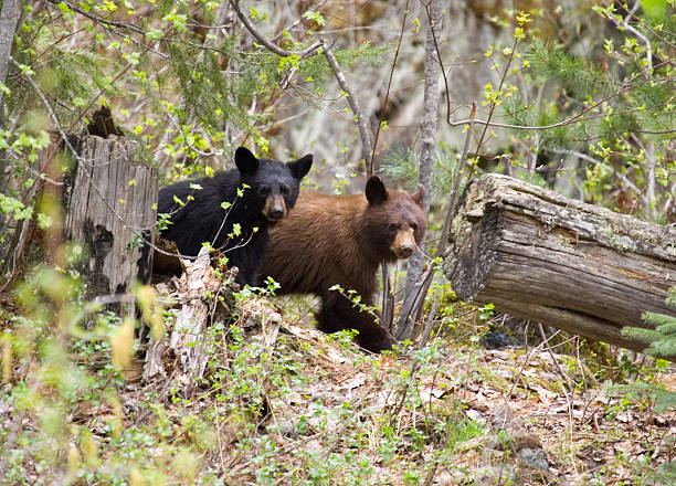 Photo of a black bear cub in a tree climbing down to mom.