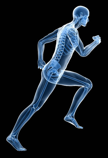 x-ray menschlichen körper eines mannes mit skelett running - vertebral body stock-fotos und bilder