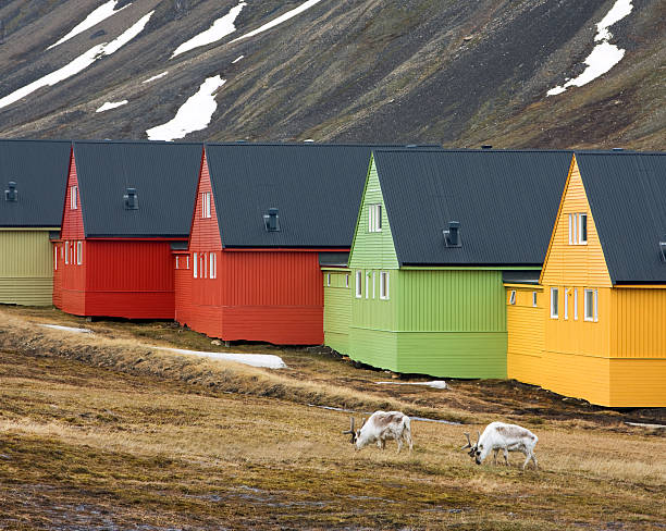 House Reindeer Arctic Tundra stock photo