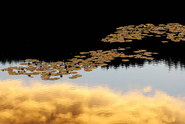 na golden pond - wilderness area flower pond clear sky zdjęcia i obrazy z banku zdjęć