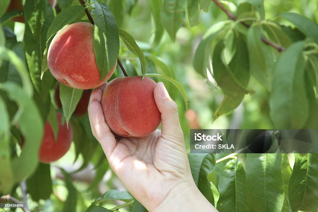 Retiro peaches-Primer plano de la mano y de durazno - Foto de stock de Melocotonero libre de derechos