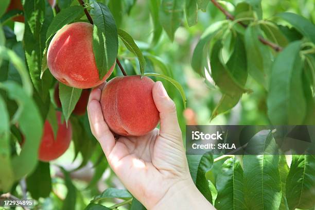 Retiro Peachesprimer Plano De La Mano Y De Durazno Foto de stock y más banco de imágenes de Melocotonero