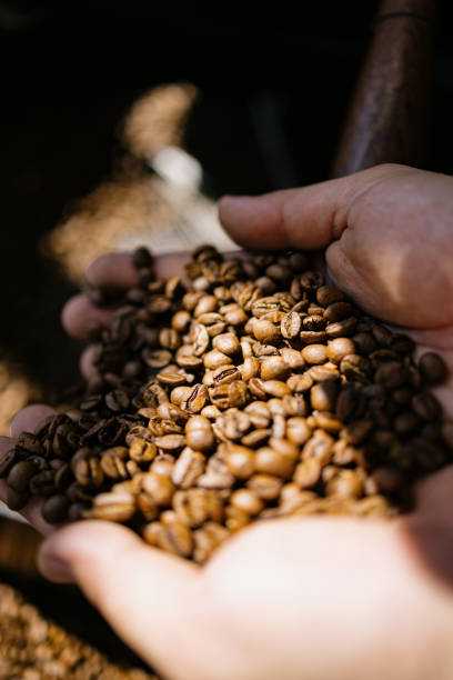 istock Close up of roasted coffee beans in worker's hands. 1729350123