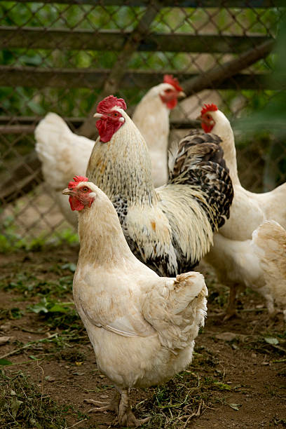 istock White Rooster in Han Company 172935030